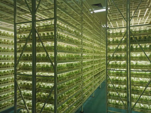 植物组培生产中T5组培灯与T8组培灯的应用差异及木竹采伐机械制造行业的视阈整合